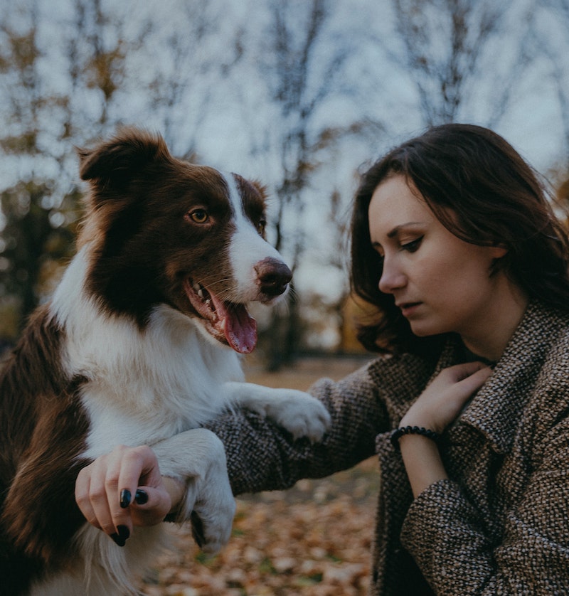 Energy Healing for Animals